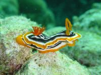 Chromodoris magnifica from sulawesi by David Thompson 